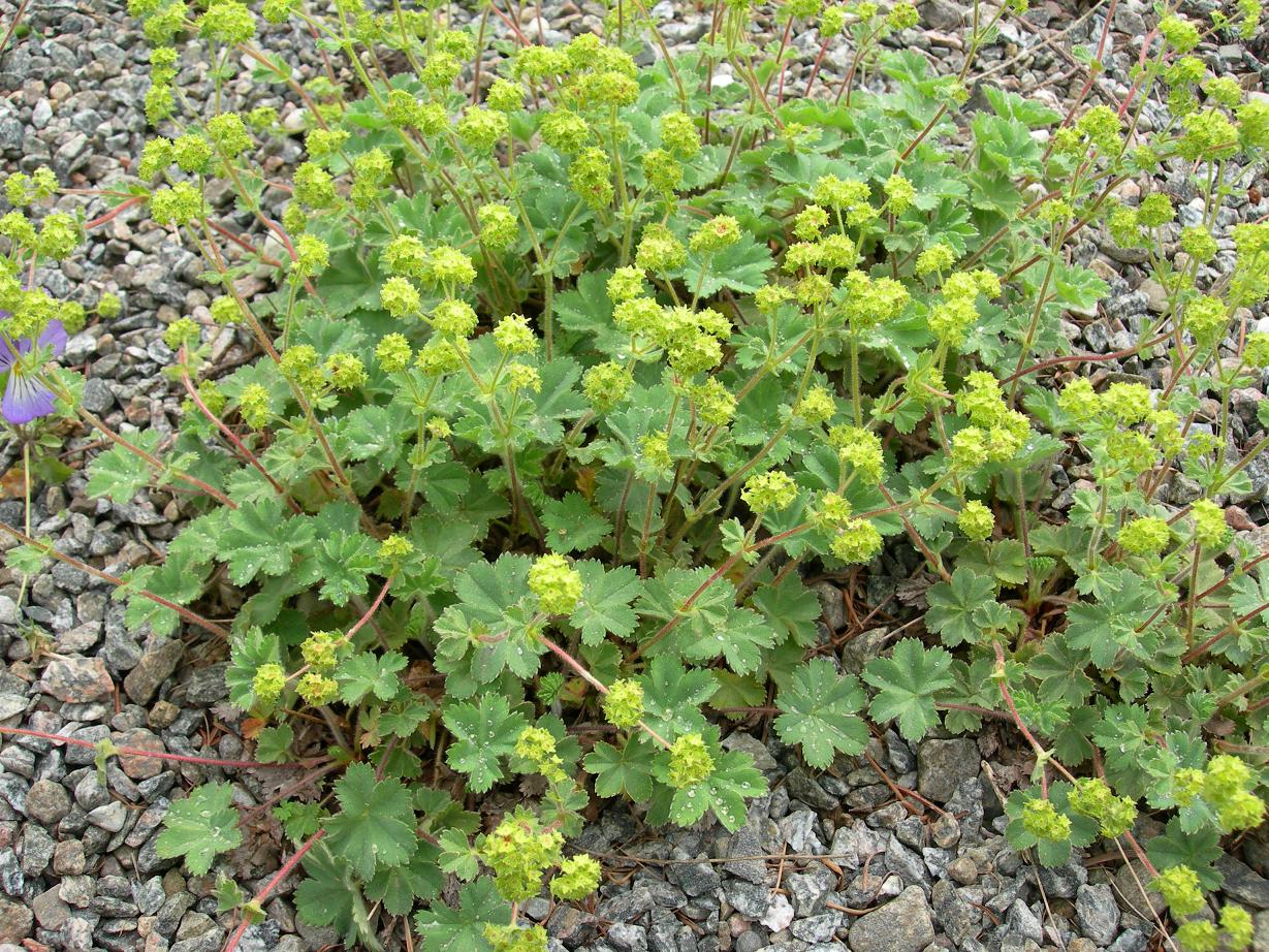 This image has an empty alt attribute; its file name is Alchemilla_caucasica-rg.JPG