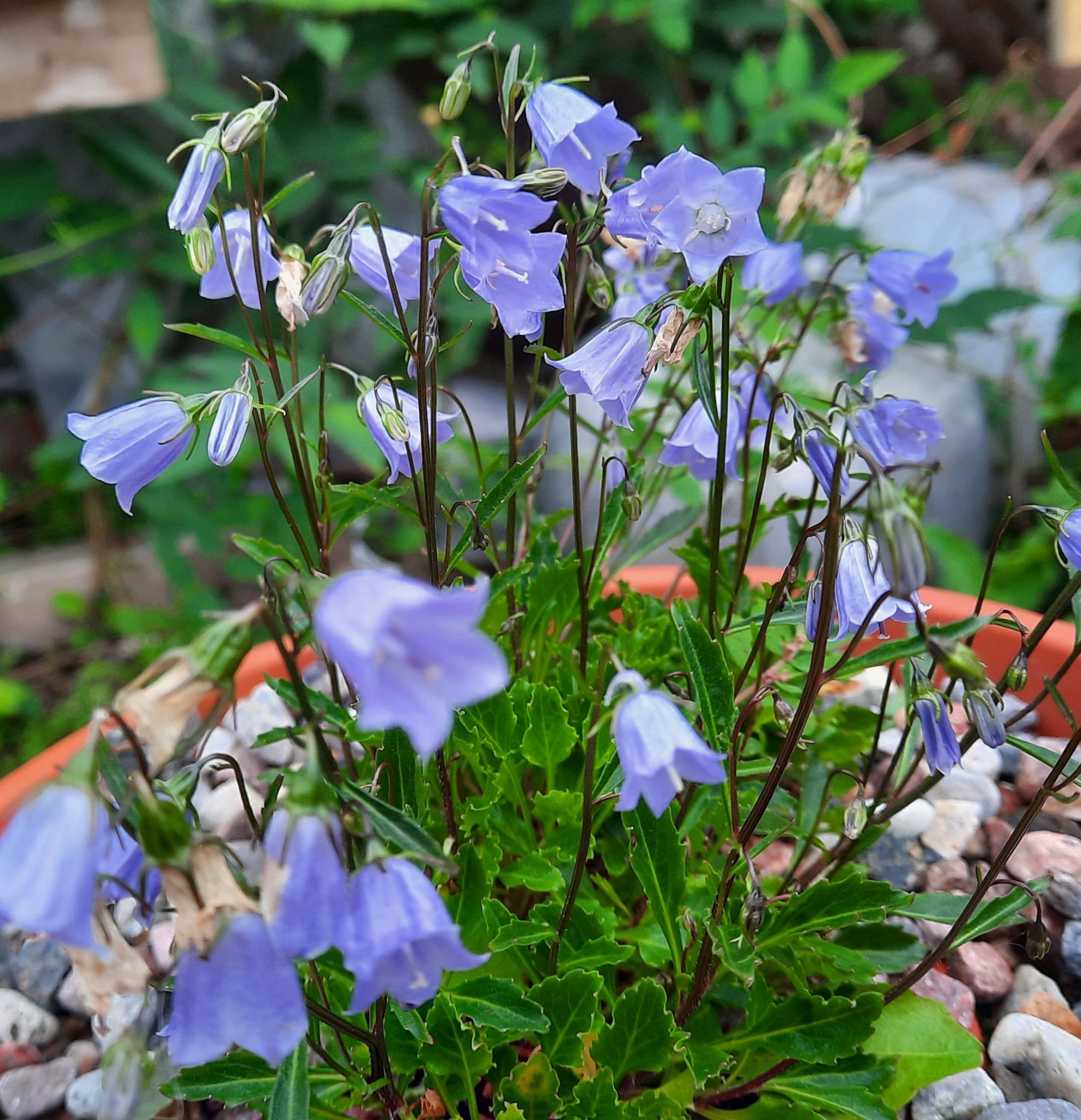 Campanula cochleariifolia – Les alpines au Québec