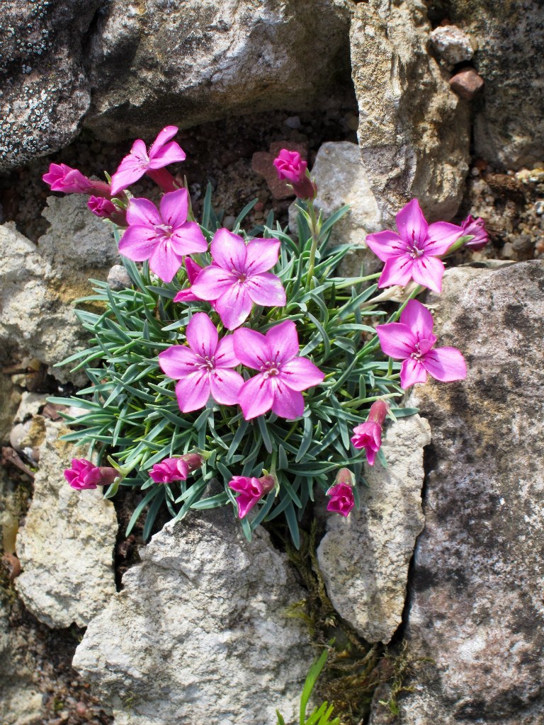 Dianthus microlepis – Les alpines au Québec