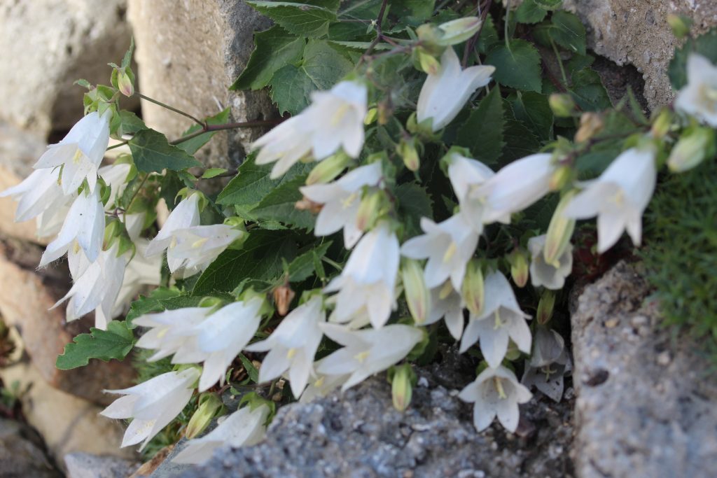 Campanula betulifolia – Les alpines au Québec