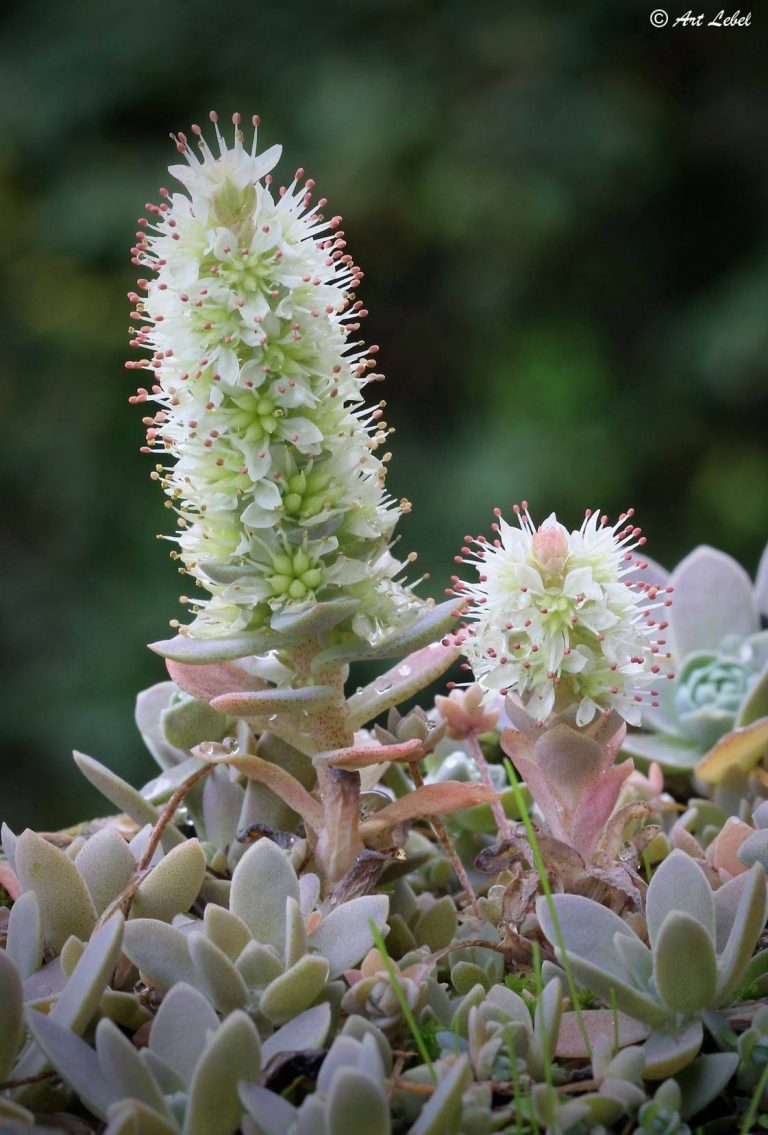 Orostachys Malacophylla Var Iwarenge Les Alpines Au Québec