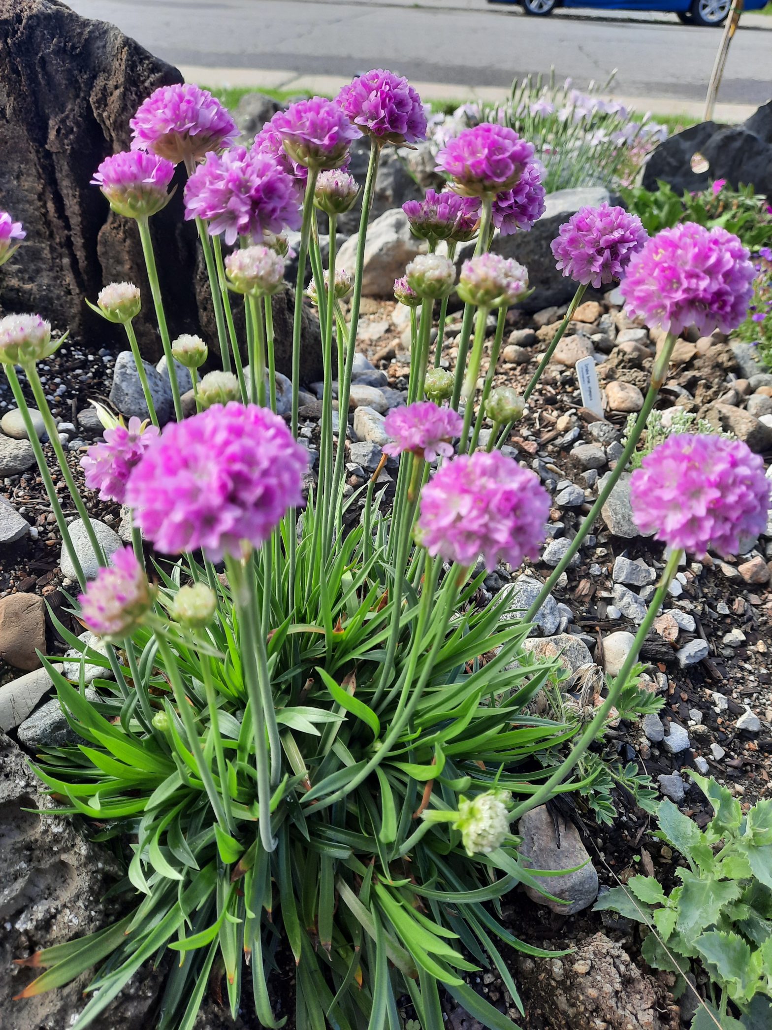 Armeria pseudoarmeria Ballerina Lilas – Les alpines au Québec