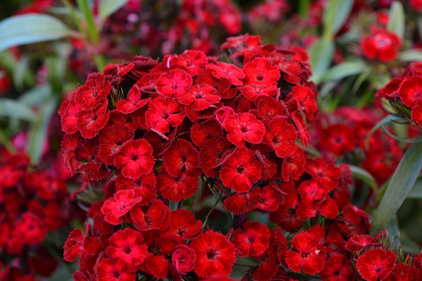 Dianthus barbatus Dash Crimson – Les alpines au Québec